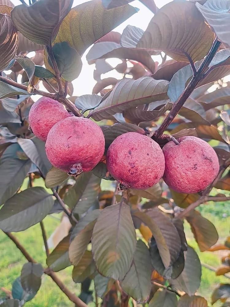 Malaysian Red Guava Plants — Guava sapling available at Agro Nursery Garden